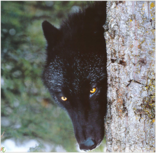 loup